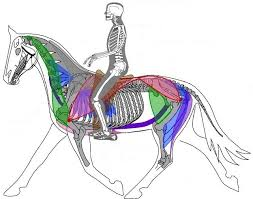 Cheval biomeca